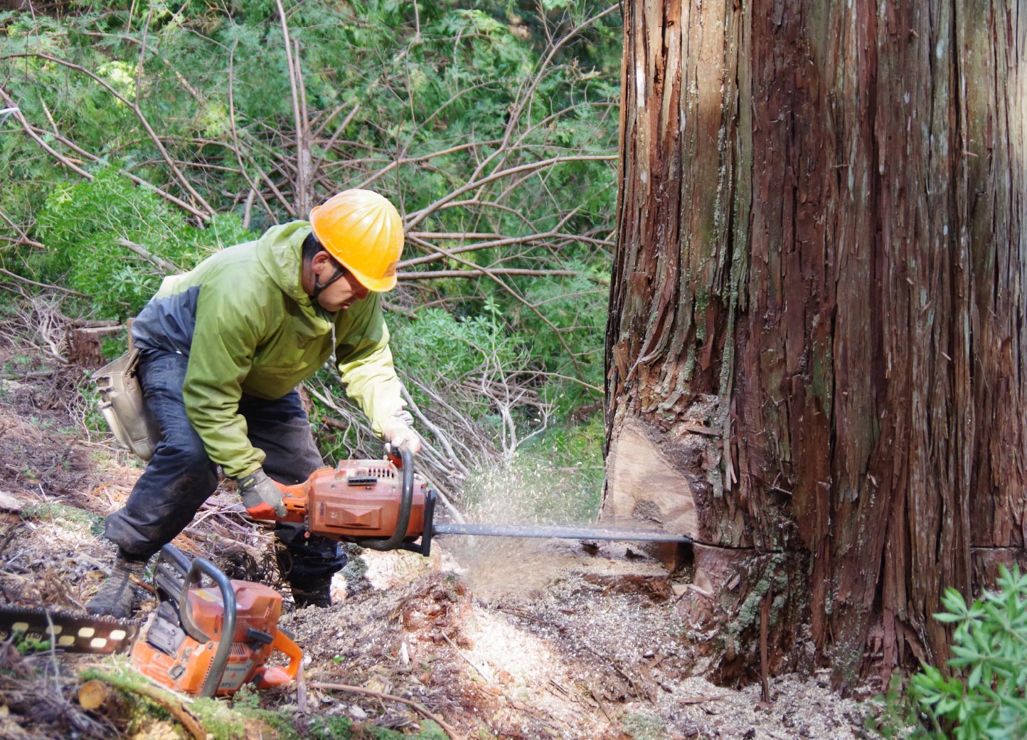 伐採〜木材検査