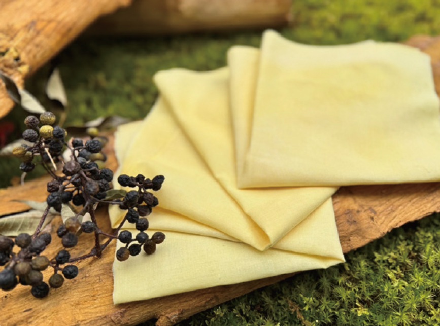 【平城のとよほき】キハダの染色体験